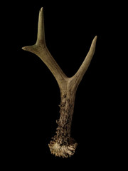 Il cialis o il tadalafil possono aumentare i livelli di testosterone?